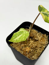 Load image into Gallery viewer, Philodendron Gloriosum Variegated E
