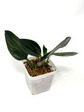 Load image into Gallery viewer, Scindapsus Treubii Dark Form