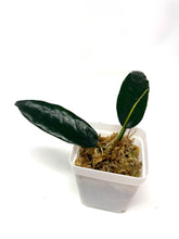 Load image into Gallery viewer, Hoya Onychoides