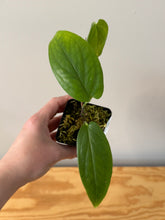 Load image into Gallery viewer, 2. Hoya Vitteliniodes