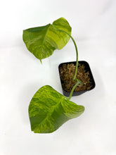 Load image into Gallery viewer, Monstera Deliciosa Aurea Variegated A