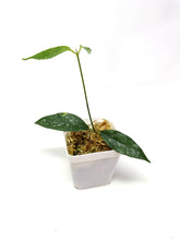 Load image into Gallery viewer, Hoya Cystiantha Splash