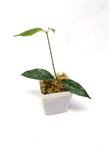 Hoya Cystiantha Splash
