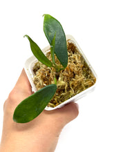 Load image into Gallery viewer, Hoya Rostellata &#39;Hummingbird&#39;