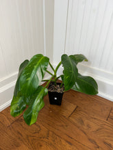 Load image into Gallery viewer, Philodendron Jose Buono XL D