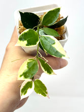 Load image into Gallery viewer, Hoya Lacunosa Asami