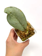 Load image into Gallery viewer, Hoya Mitrata Silver F