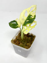 Load image into Gallery viewer, Monstera Adansonii Variegated A