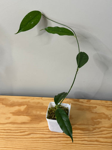 16. Hoya Cystiantha Splash