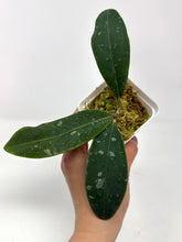 Load image into Gallery viewer, Hoya Rintzii (Borneo)
