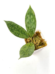 Hoya Lambii Silver A
