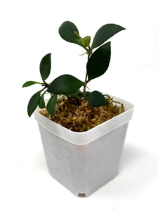 Hoya Mini Pixie