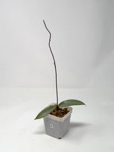 Load image into Gallery viewer, Hoya Pubicalyx Pink Silver Ghost E