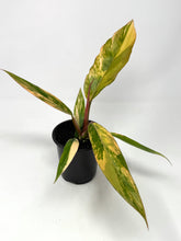 Load image into Gallery viewer, Philodendron Caramel Marble 4”