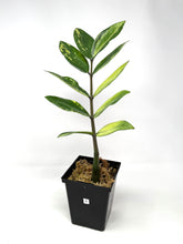 Load image into Gallery viewer, Zamioculcas Zamiifolia Variegated “ZZ” E