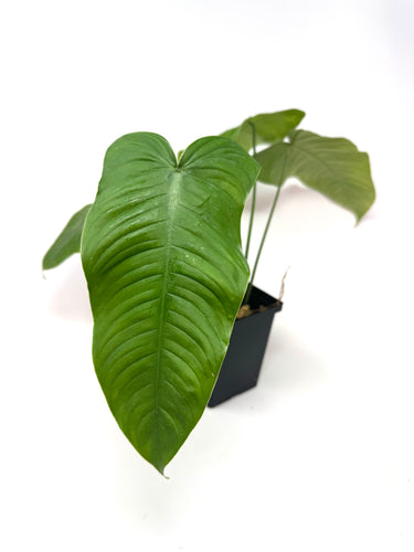 Philodendron Tenue