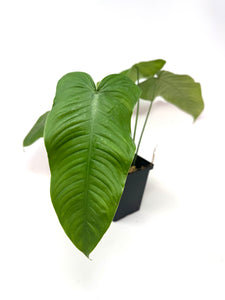 Philodendron Tenue