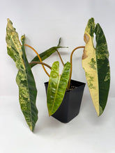 Load image into Gallery viewer, Philodendron Billietiae Variegated B