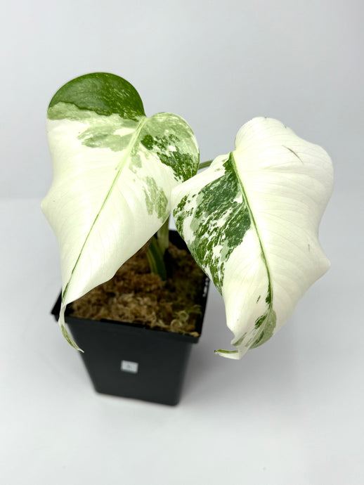 Monstera Deliciosa Albo Variegated L