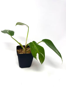 Philodendron White Princess