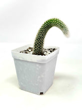 Load image into Gallery viewer, Cleistocactus Colademononis “Monkey Tail Cactus” (Long hair variant) - Ships within Canada only