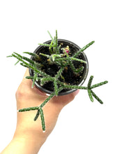 Load image into Gallery viewer, Rhipsalis Pilocarpa (ships within Canada only)