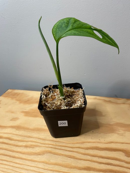 200. Monstera Esqueleto (Juvenile)
