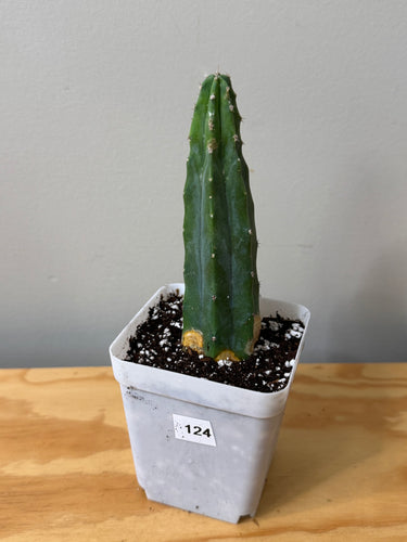 125. Myrtillocactus Geometrizans (ships within Canada only)