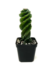 Load image into Gallery viewer, Cereus Forbesii cv. Spiralis &#39;Spiral Cactus&#39; Small Size (Ships within Canada only)