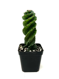 Cereus Forbesii cv. Spiralis 'Spiral Cactus' Small Size (Ships within Canada only)