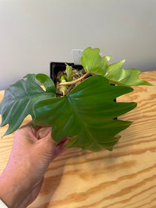 39. Philodendron Mayoi