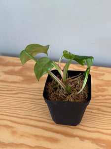 269. Philodendron White Princess