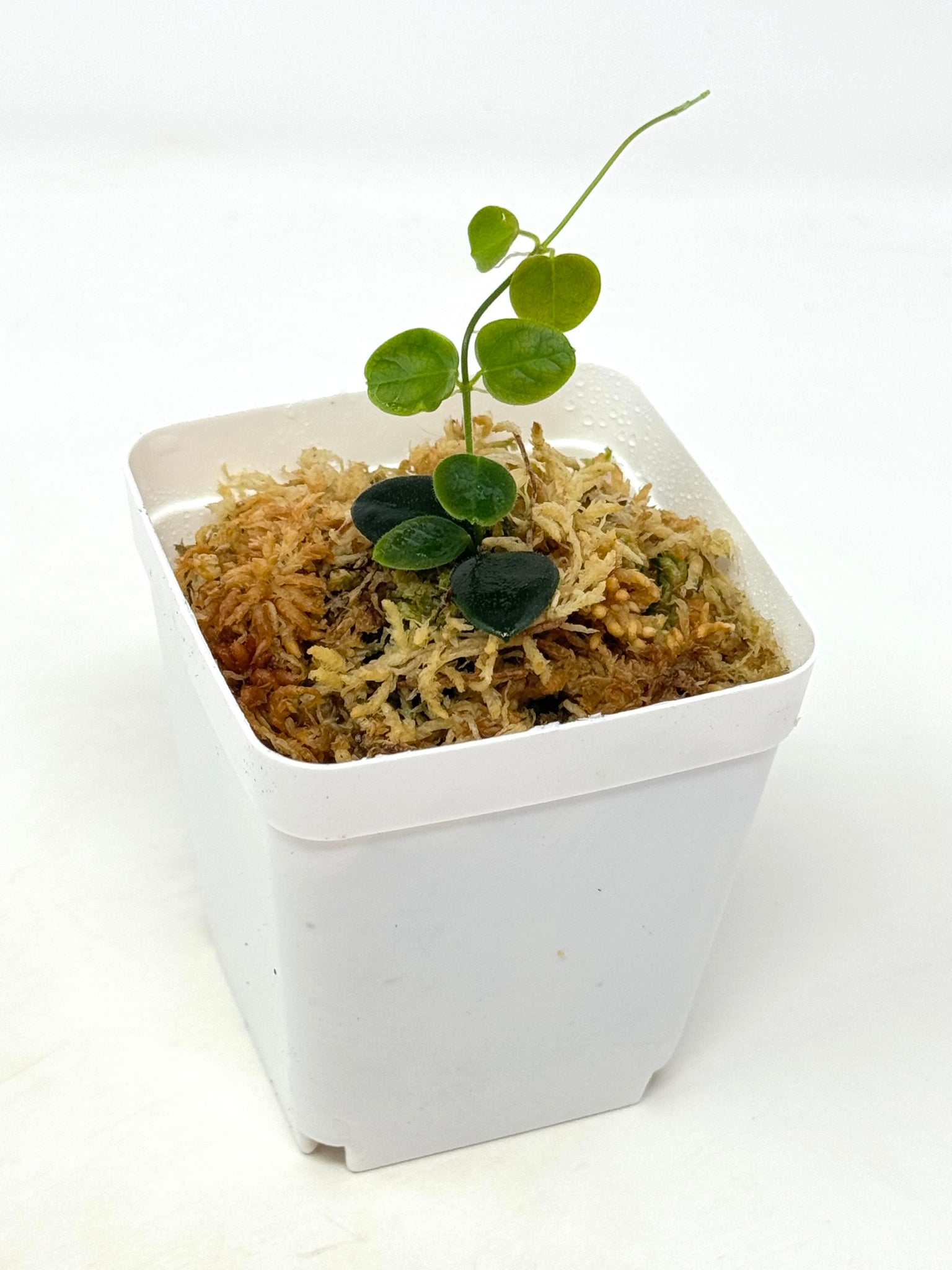 Hoya sp. Papua (IM08) – Planthaven Toronto