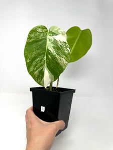 Monstera Deliciosa Albo Variegated D