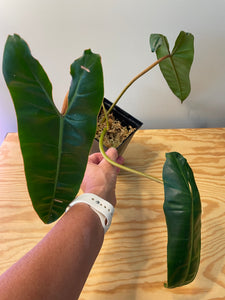 65. Philodendron Billietiae