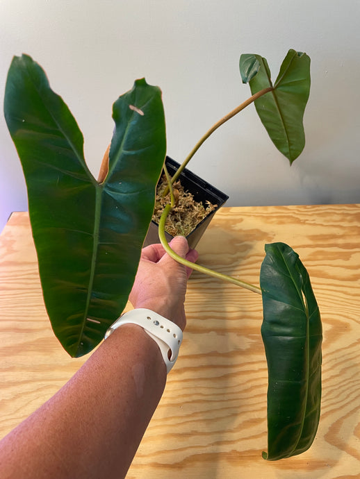 65. Philodendron Billietiae