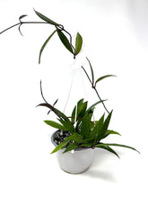 Load image into Gallery viewer, Hoya Pubicalyx 6” Hanging Basket
