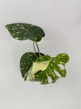 Load image into Gallery viewer, Monstera 'Thai Constellation' (high variegation, 4.5”)