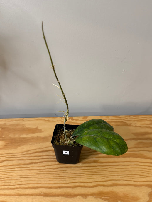 146. Hoya Deykeae