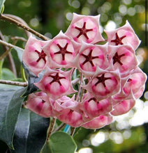 Load image into Gallery viewer, Hoya Archboldiana Pink