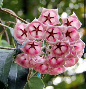 Hoya Archboldiana Pink