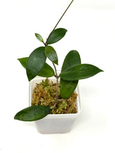 Load image into Gallery viewer, Hoya Vangviengiensis