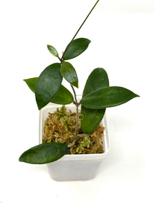 Hoya Vangviengiensis