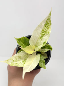 Anthurium Hookeri Variegated