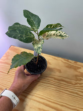 Load image into Gallery viewer, 9. Ficus Aspera Variegated