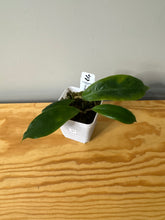 Load image into Gallery viewer, 67. Hoya Vorapol