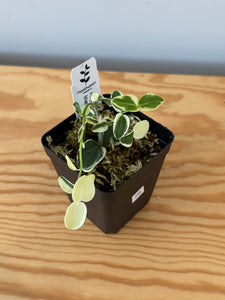 26. Hoya Cumingiana Variegated
