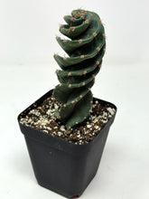 Load image into Gallery viewer, Cereus Forbesii cv. Spiralis 'Spiral Cactus' (Ships within Canada only)