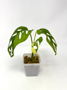 Monstera Adansonii Variegated J