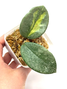 Hoya Carnosa ‘Argentea Princess’ C